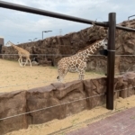 faux rock giraffe enclosure