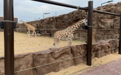 Giraffes’ new enclosure is complete at Club Westside